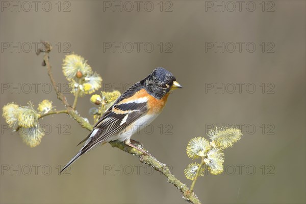 Brambling