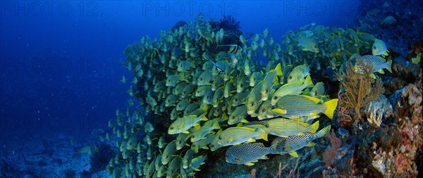 Very big school of Ribboned sweetlips