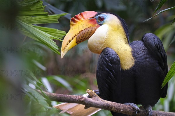 Wrinkled hornbill
