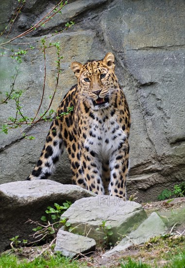 Amur leopard