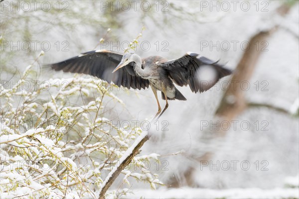 Grey heron