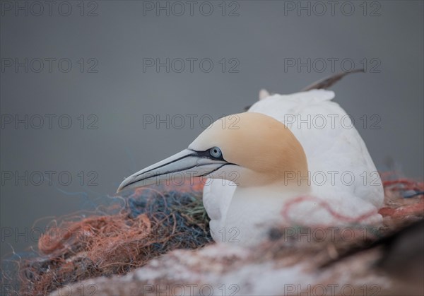 Northern gannet