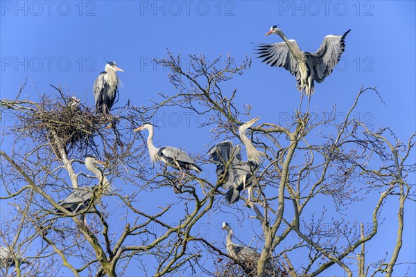 Grey heron