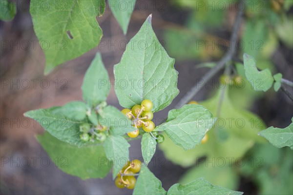 Yellow-fruited solanum physalifolium