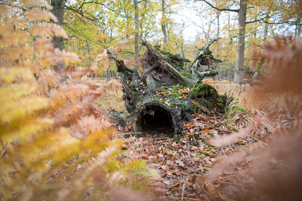 Deadwood structure in Diesfordt forest