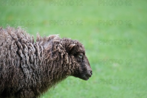 Ouessant sheep also Breton dwarf sheep