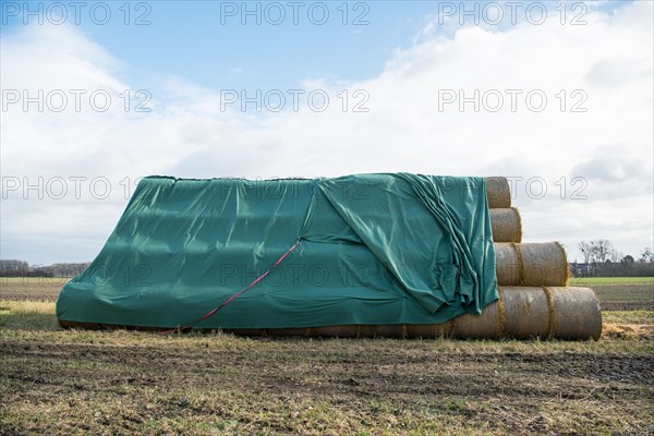 Straw bales stacked at the edge of the field after harvesting and protected from rain with a tarpaulin