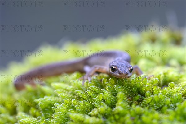 Common newt