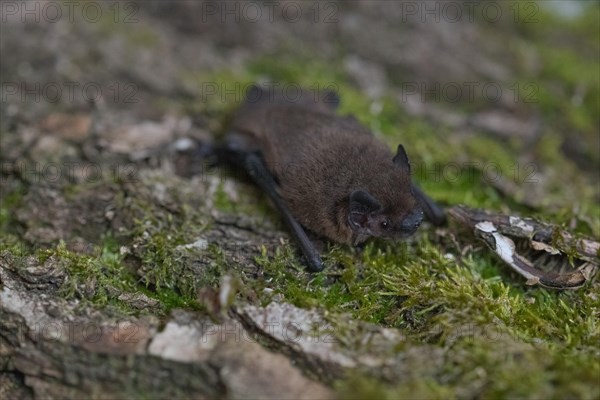 Common pipistrelle