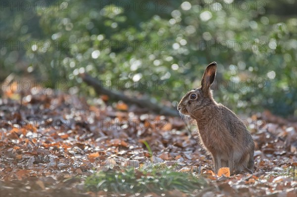 European hare