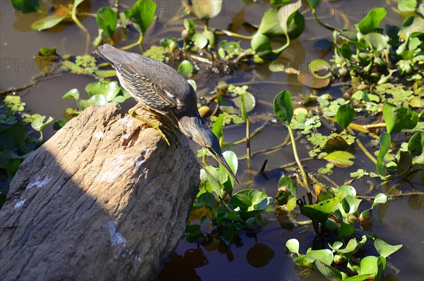 Striated heron