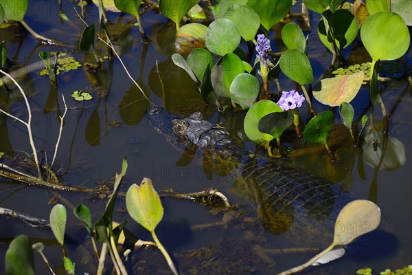 Yacare caiman