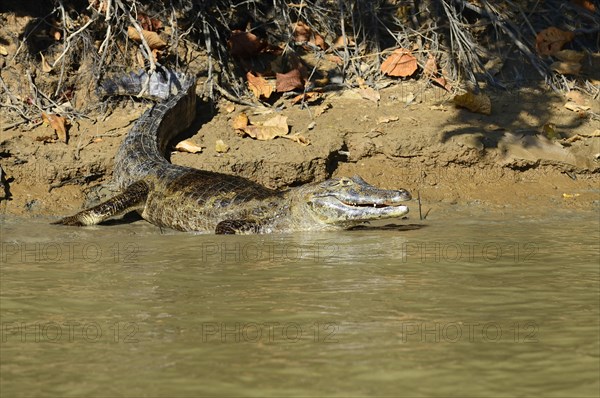 Resting yacare caiman