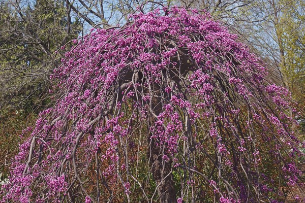 Eastern redbud