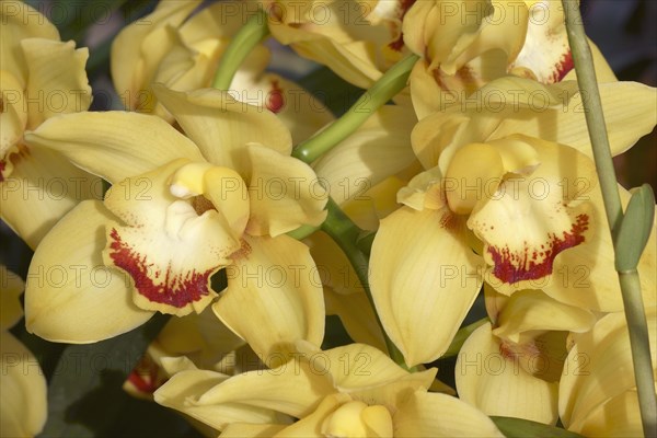 Hybrid Boat orchid