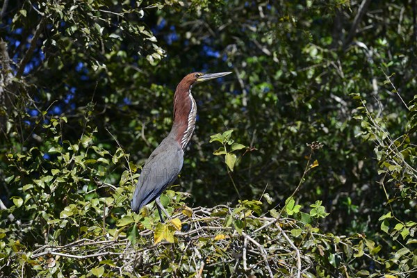 Rufescent tiger heron