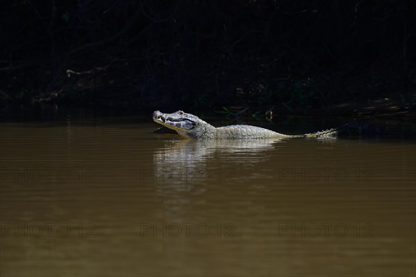 Resting yacare caiman