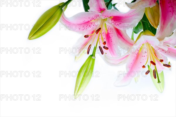 Lily flowers corner frame over white background copyspace