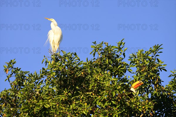 Great egret