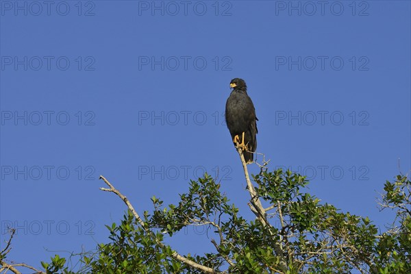 Great black hawk