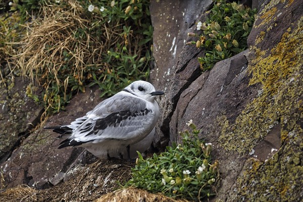 Single kittiwake