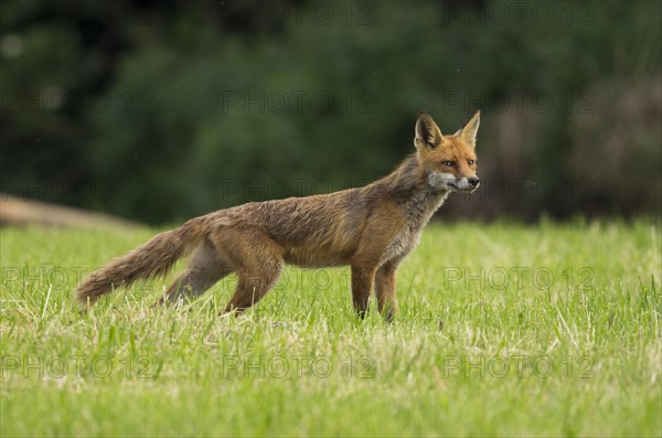 Red fox