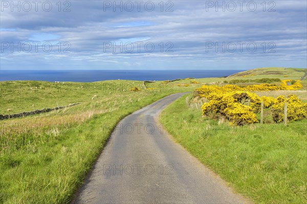 Common gorse with road in spring