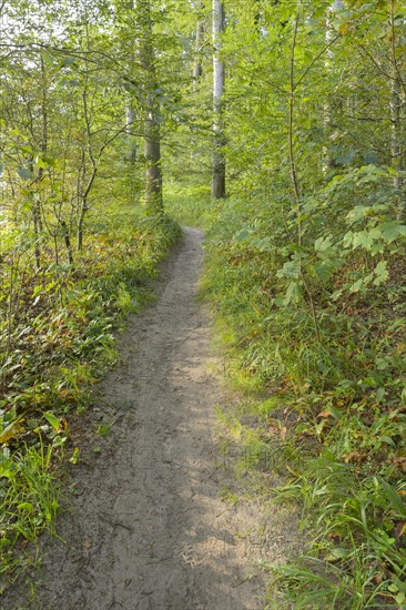 Forest path