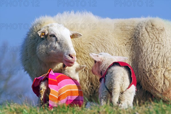 Sheep with lambs on pasture