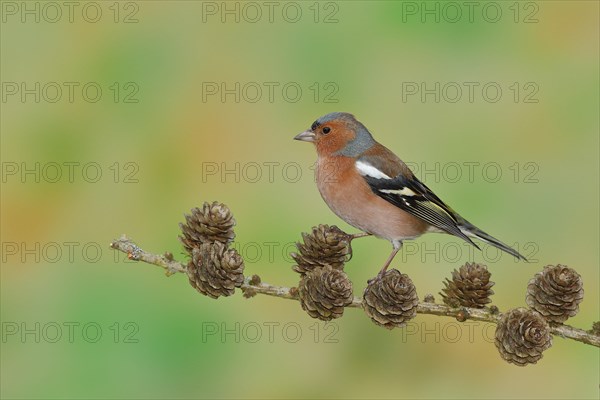 Common chaffinch