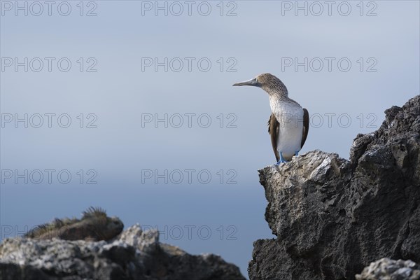 Blue-footed booby