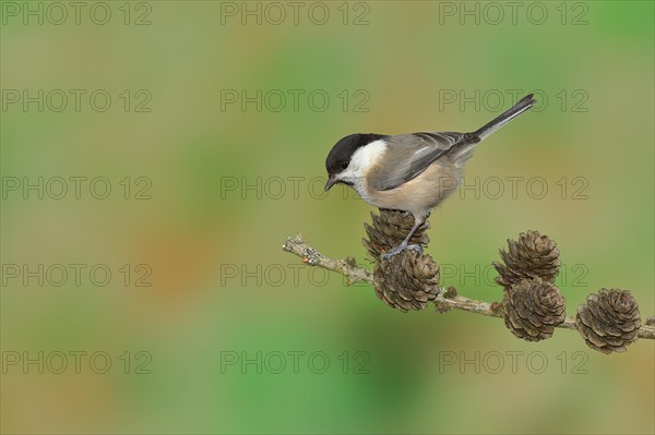 Marsh tit