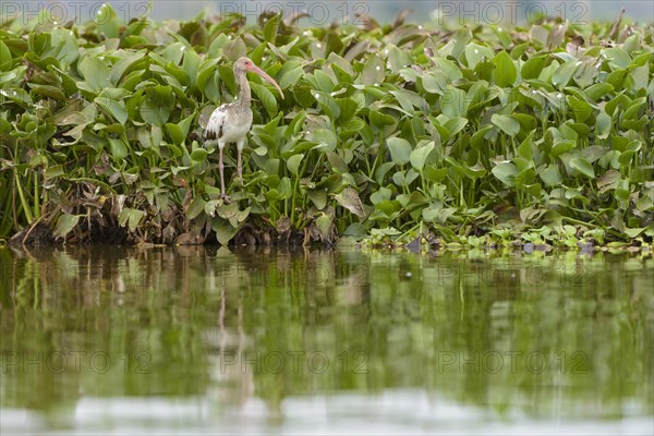 American white ibis