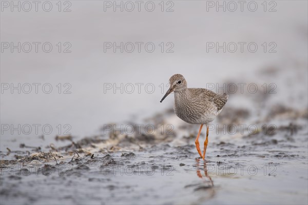 Common redshank