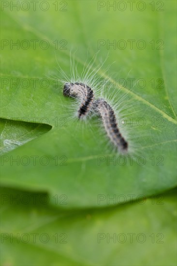 Oak processionary moth