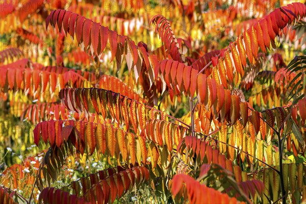 Staghorn sumac