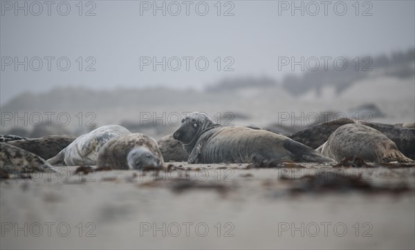 Grey seal