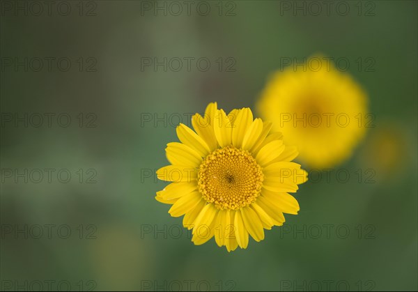 Golden marguerite