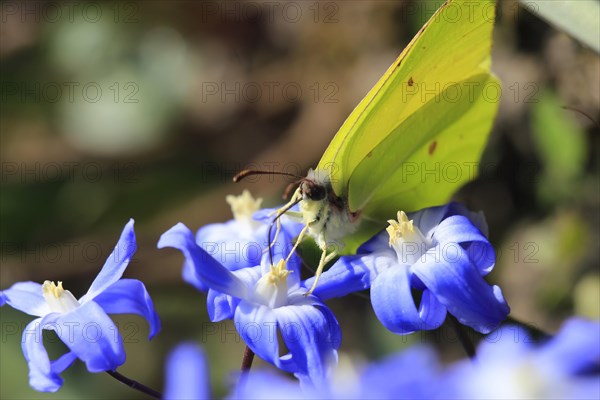 Brimstone