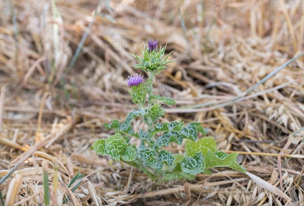 Carduus marianus