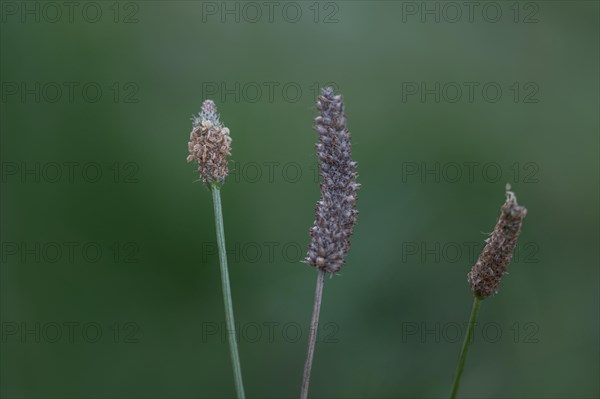 Ribwort plantain