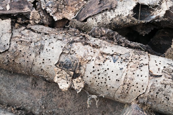 Deadwood pile as natural insect nesting aid