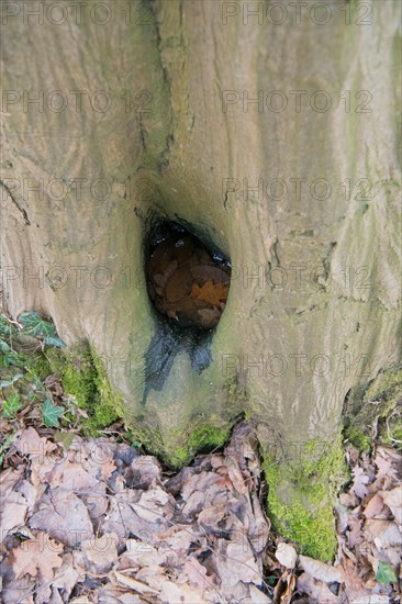 Water pot in old tree