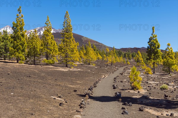 Path through volcanic landscape with pine trees