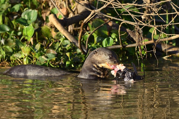 Giant otter