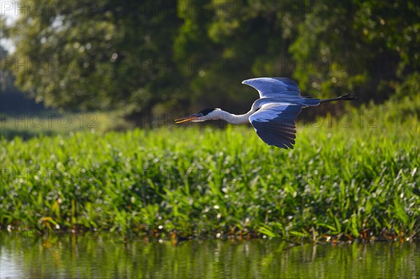 Cocoi heron