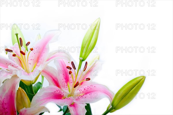 Lily flowers corner frame over white background copyspace
