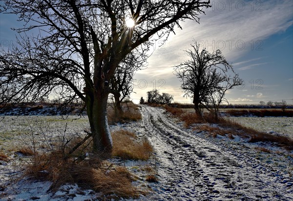 Light snow cover on a former sewage field in winter