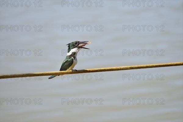 Amazon kingfisher