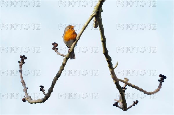 European robin